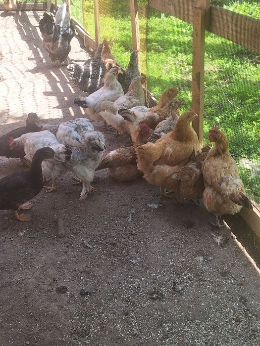 Продам курей и питуха