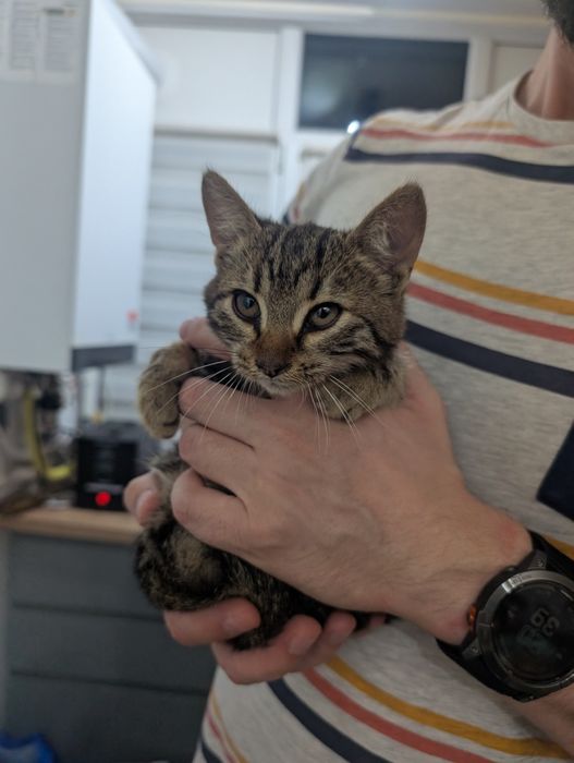 Adopție pisicuță superbă