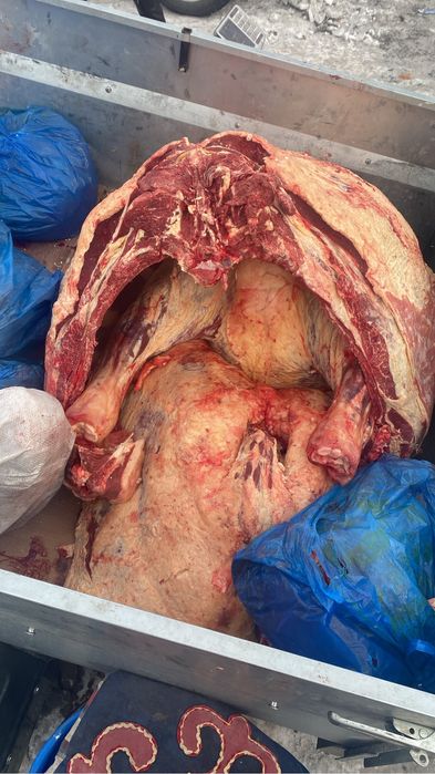 Согымга сиыр сатамын