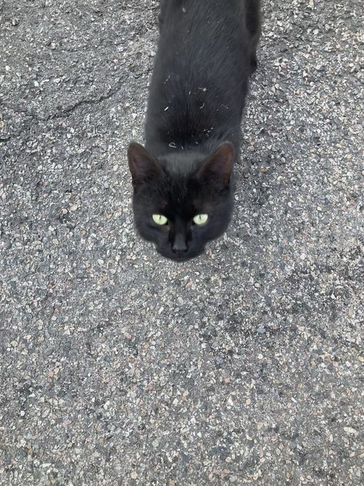 Кот в любящие руки