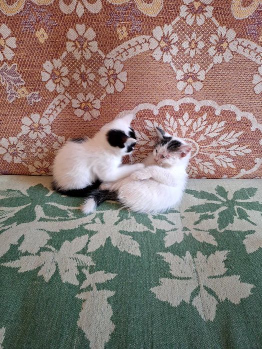 Отдам котят даром в добрые руки.Фергана.