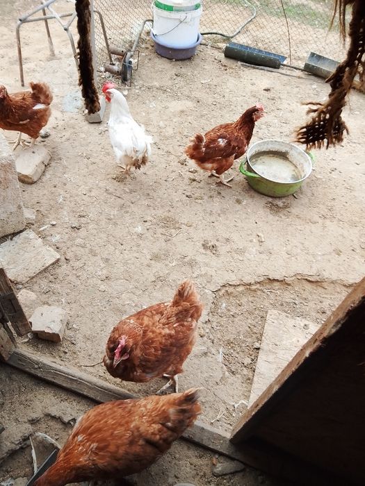 Тауықтар сатылады