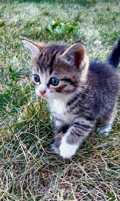 Котенок в добрые руки