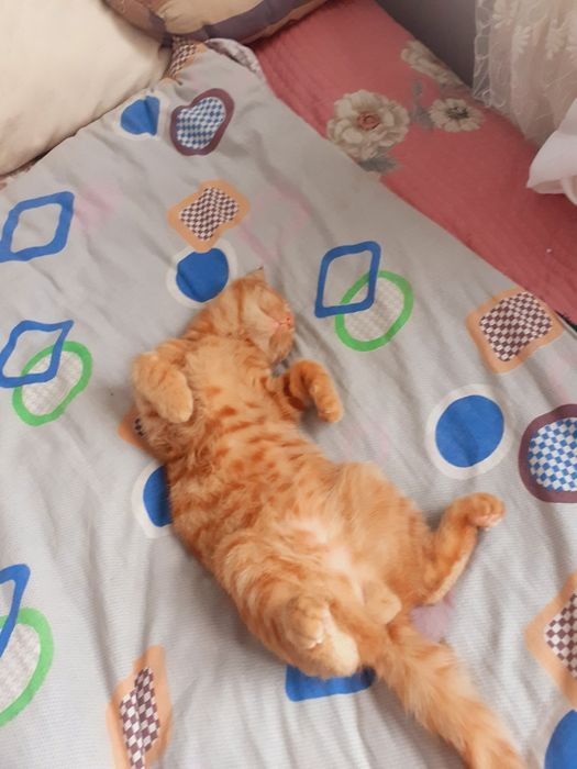 Skotish fold sotiladi yaxshi insonlarga