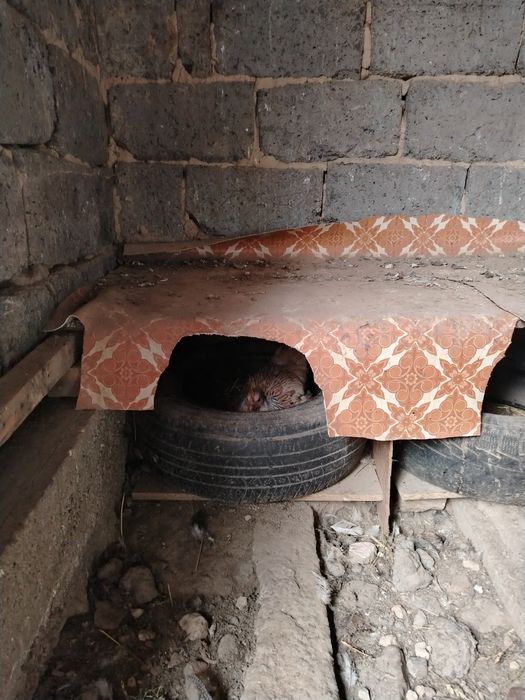 Куры продаю талгар