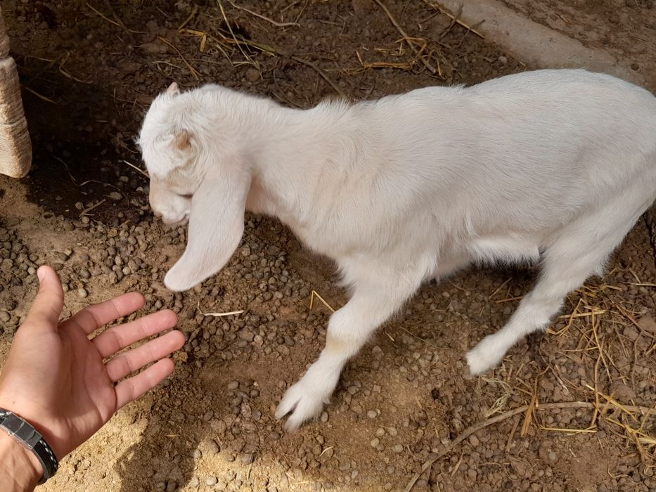 Срочно продаются козы с козлятами!!