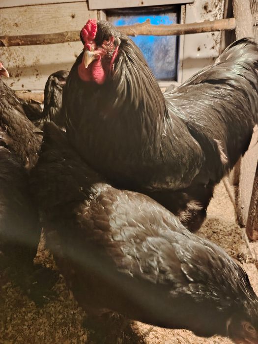 Инкубационное яйцо брамы.