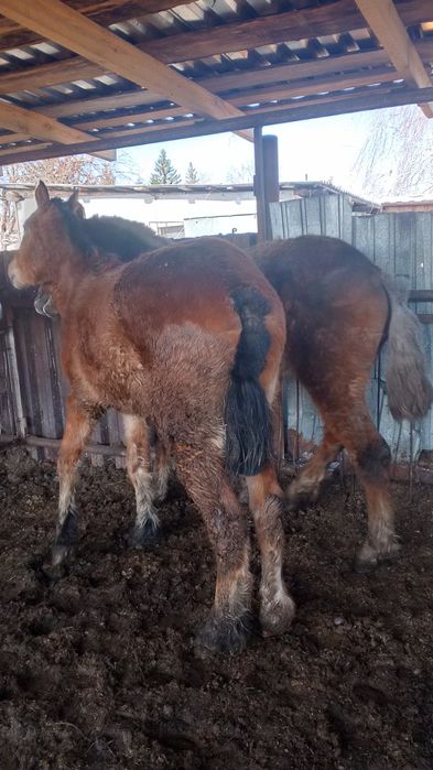 Продам двух жеребчиков