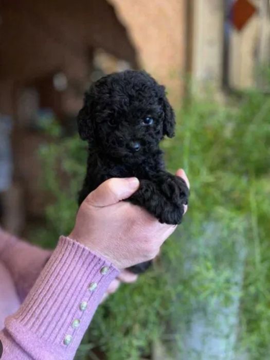 Бронь на чорных Кудряшках Мальтипу Ф_1