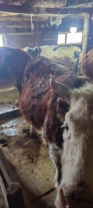 Сиыр бука сатылады