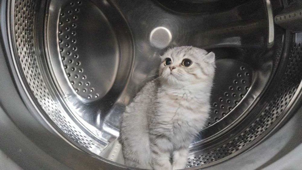 Продам кошечку котенка