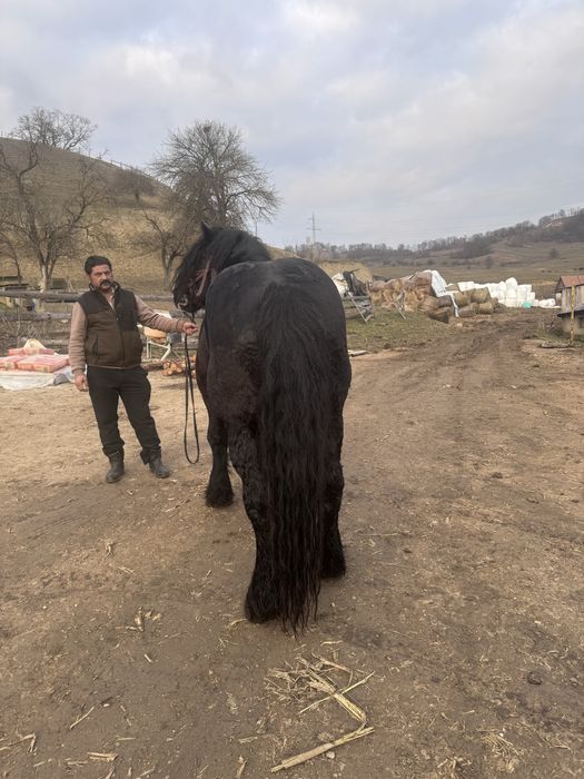 Armăsar negru corb de vânzare