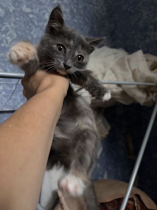 Отдам котят в добрые руки
