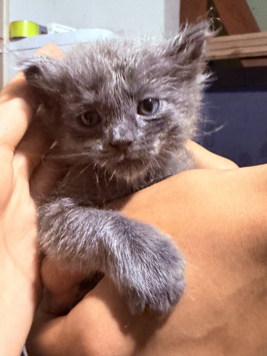 Котенок 1,5 месяца мальчик