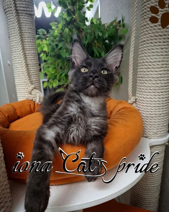 Котята мейнкун черный дым