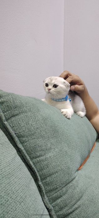 Скотиш фолд  кошка мушукча