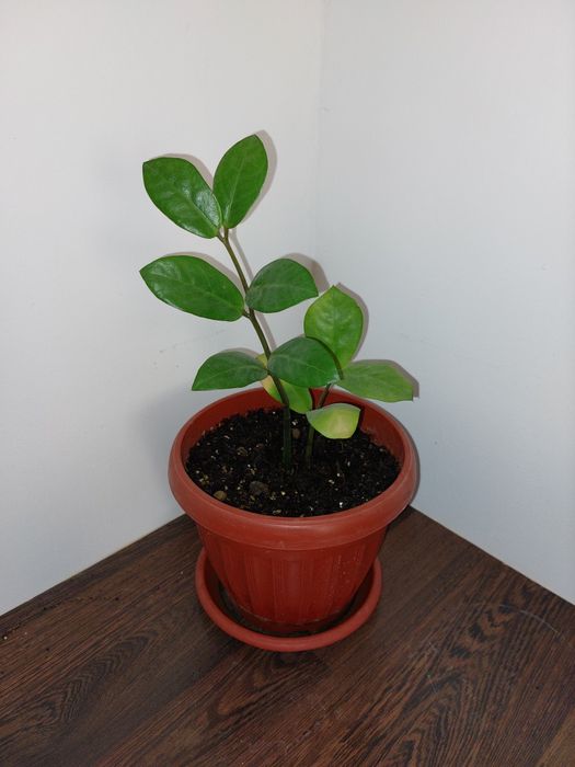 Комнатные цветы разные