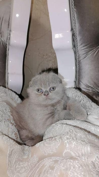 Продам котят Скотиш Фолд от 5 до 10тыс