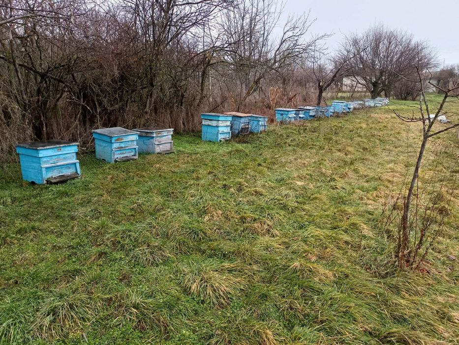 Употребявани кошери