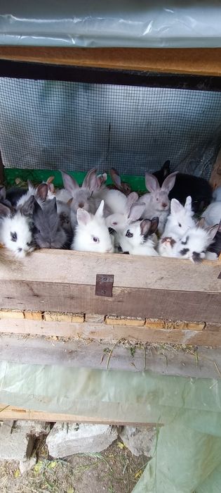 iepurași Mini pitici și Uriași puii