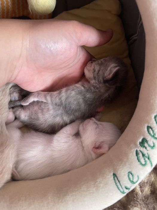 Продам вислоухих котят