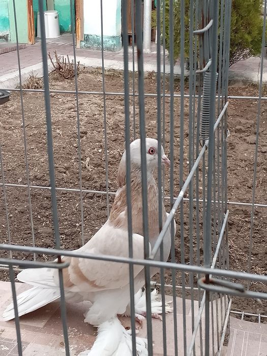 Тасманка голуби тараз