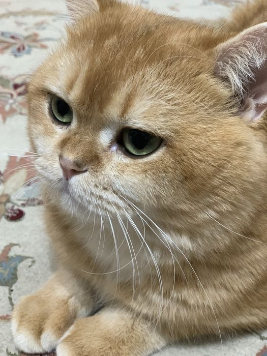 Вязка британского кота золотой шиншилы