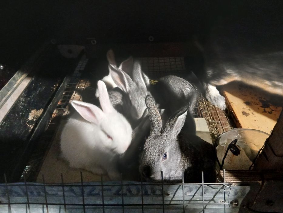 Жамил Курбанбаев