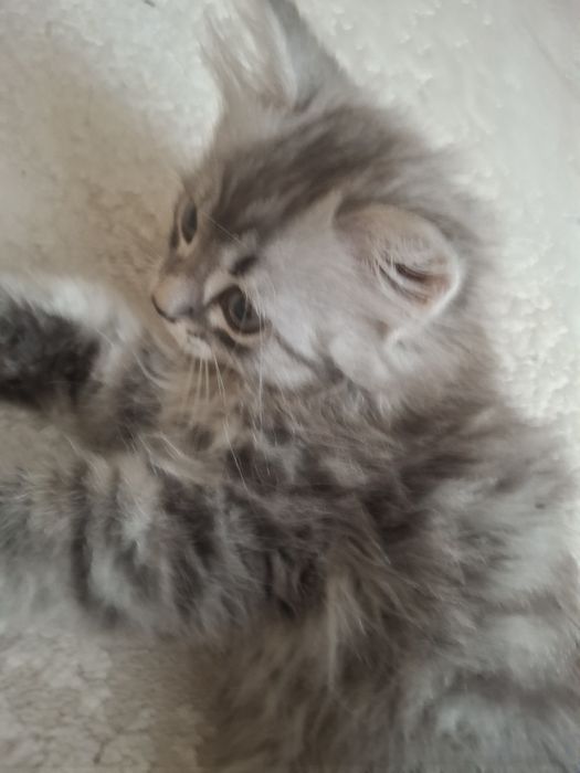 Продоётся котёнок