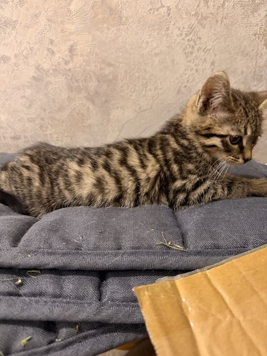 Котята девочки в ответсвенные руки