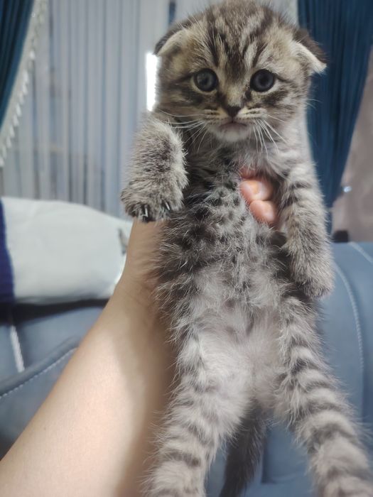 Ажойиб ва соглом мушукчалар сотилади. Жуда уйноки ва мехрибон