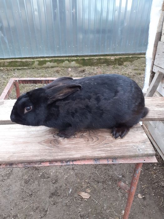 Vand Femela  uriaș  negru  montată