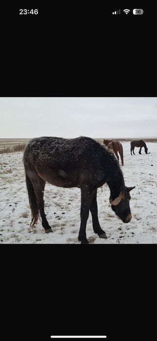 Продам кобылу 4 года