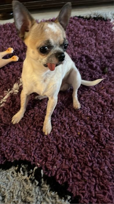 Продавам Чихуахуа