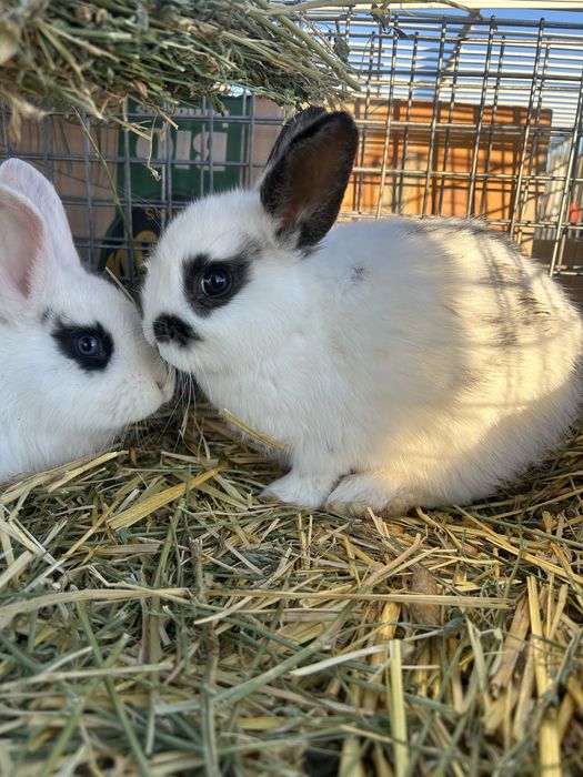 Iepurași pitici,simpatici pentru o familie iubitoare