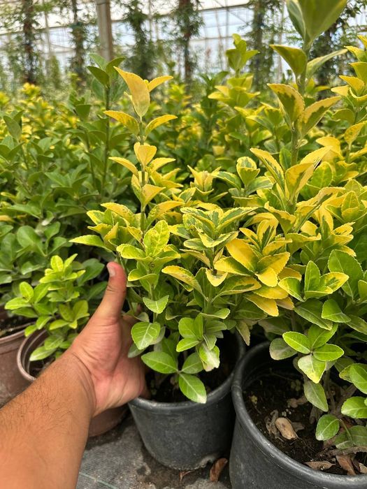 Kustarniklar sotiladi Eunomis Japonica Bravo, shamshod , magoniya