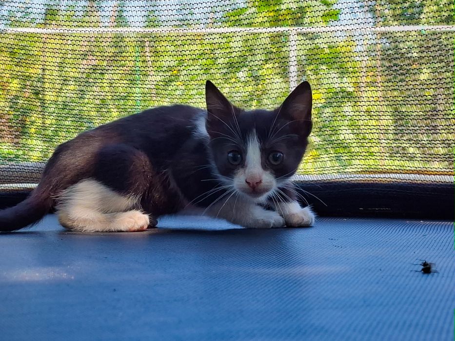 Pisicuțe spre adopție