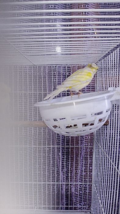 Продам самок канареек