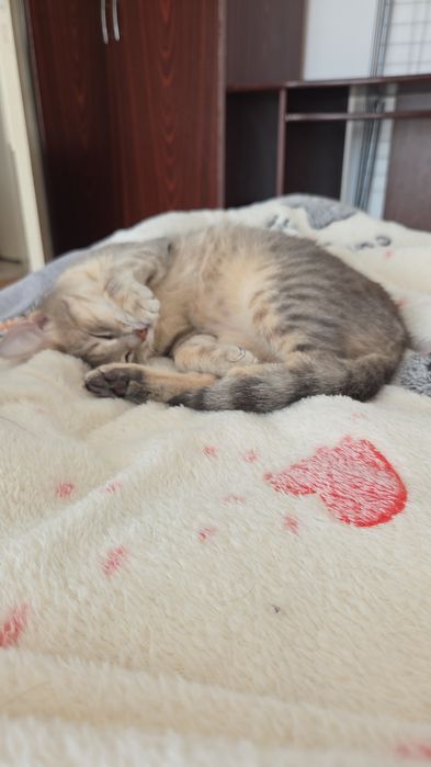 Dau spre adopție cățeluș si 2 pisicuțe