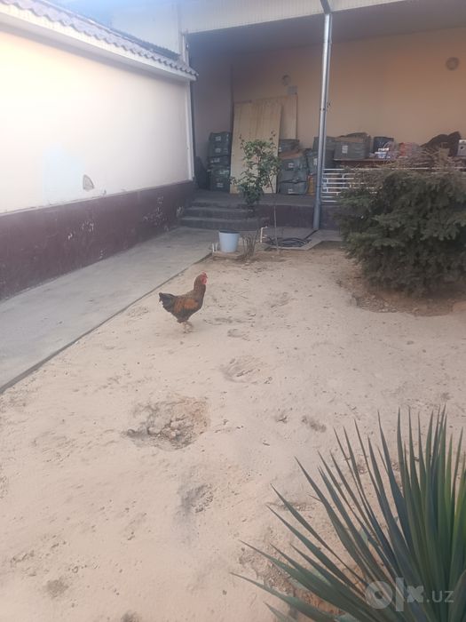 Xonaki Xoroz, tovuq, jojalar sotiladi