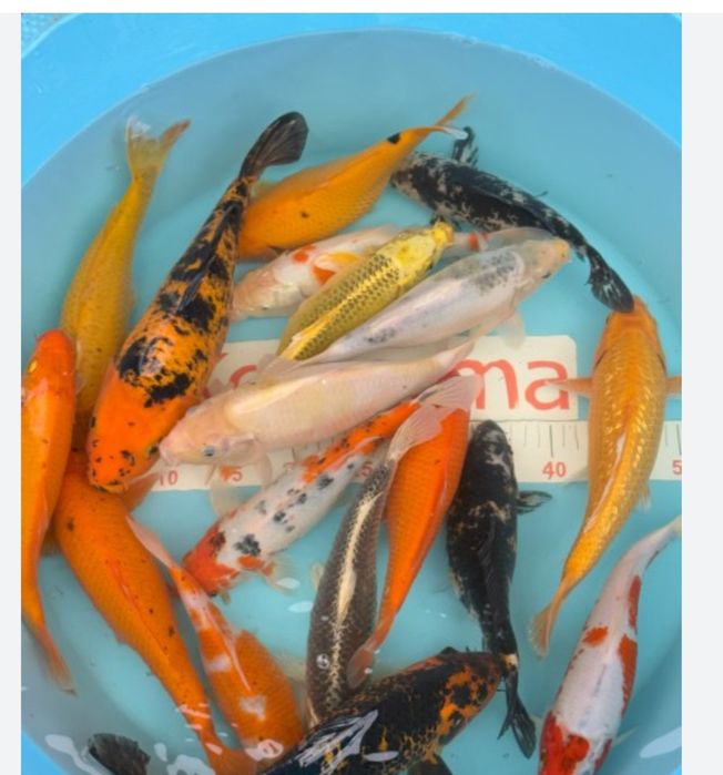 Продаем карпов Коя