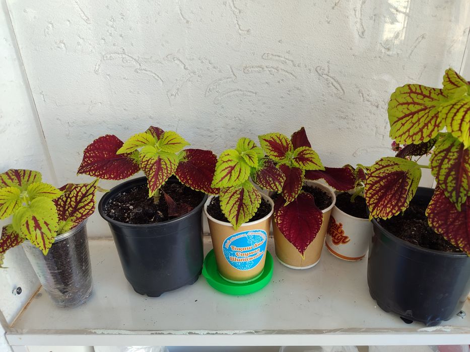 Комнатные цветы, колеусы и герани