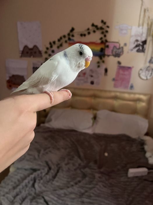 Отдам 2 Попугаев с клеткой