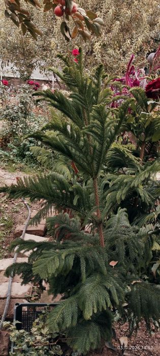 Продам Ёлка араукария