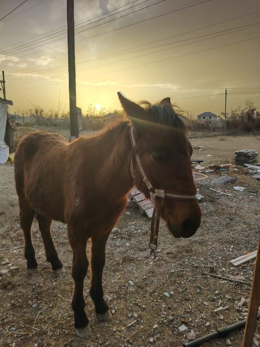 Жабағы сатлады еркек семіз