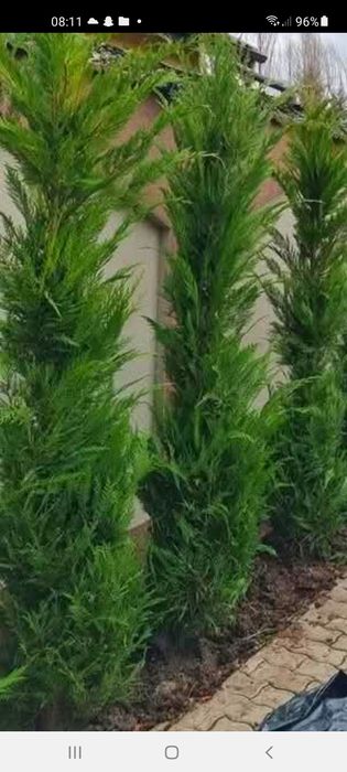 Mesteacăn /Leylandii