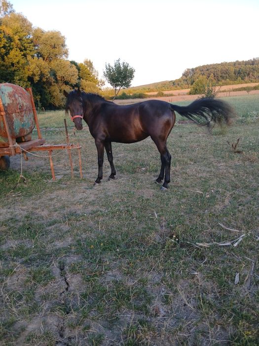 Carlana de 2 ani ,sat costesti com aninoasa jud gorj .