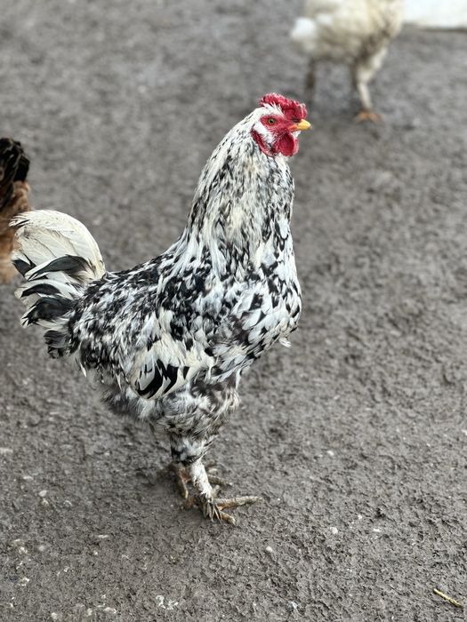 Cocoși tineri de casă