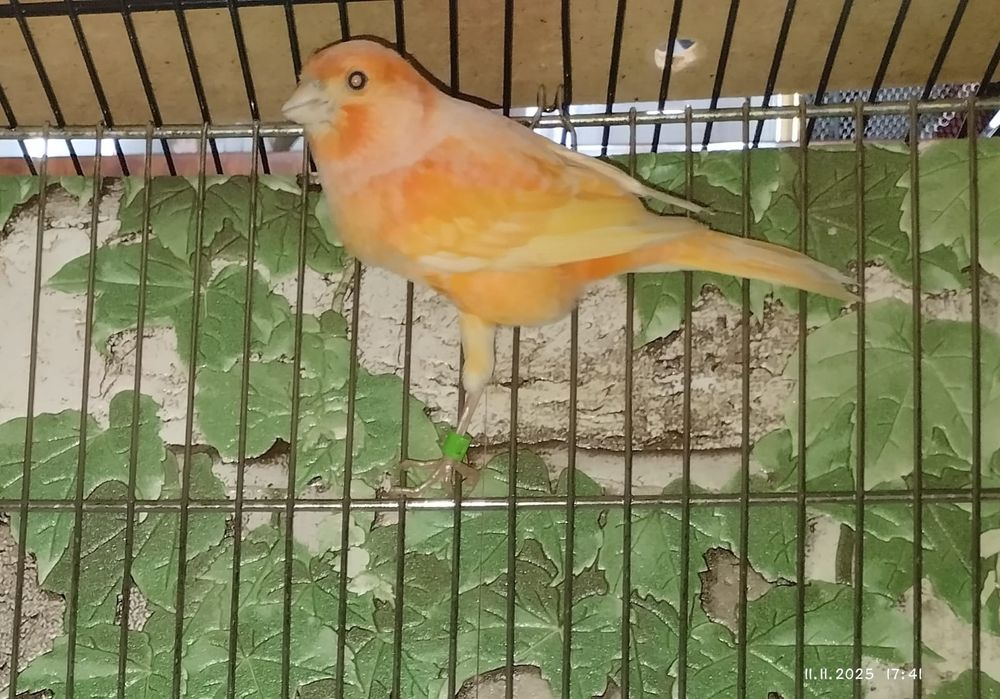 КАНАРЕЙКИ (Самочка )домашнего выведения
