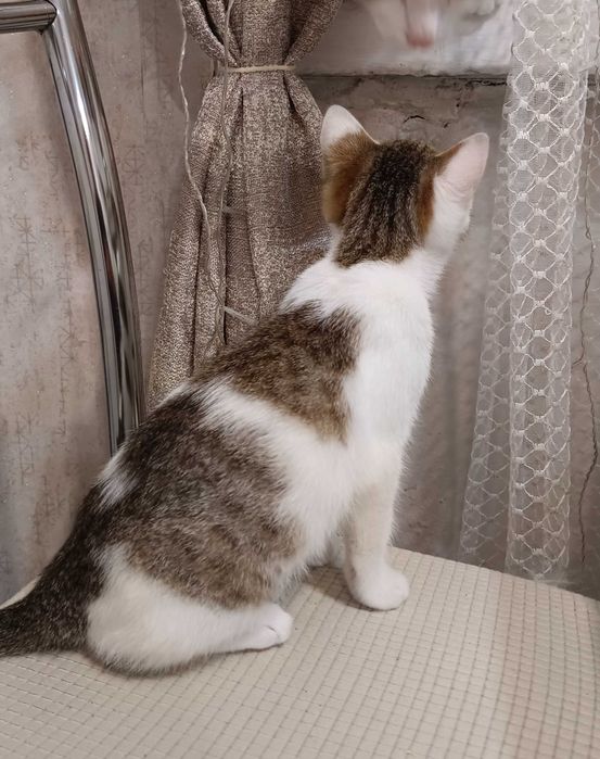 Отдам красивого котенка